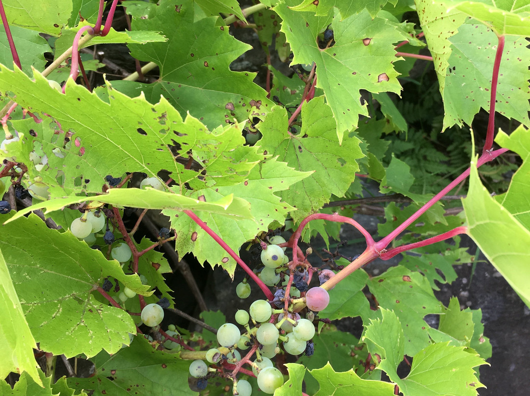 La Halte des Pèlerins-舍布鲁克必去景点