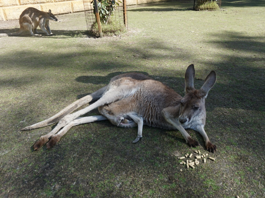 Caversham Wildlife Park景点图片