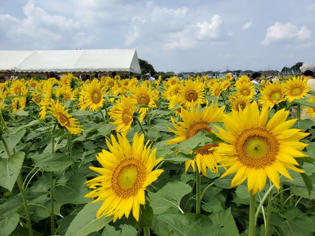 Kiyose Sunflower Farm-清濑市必去景点