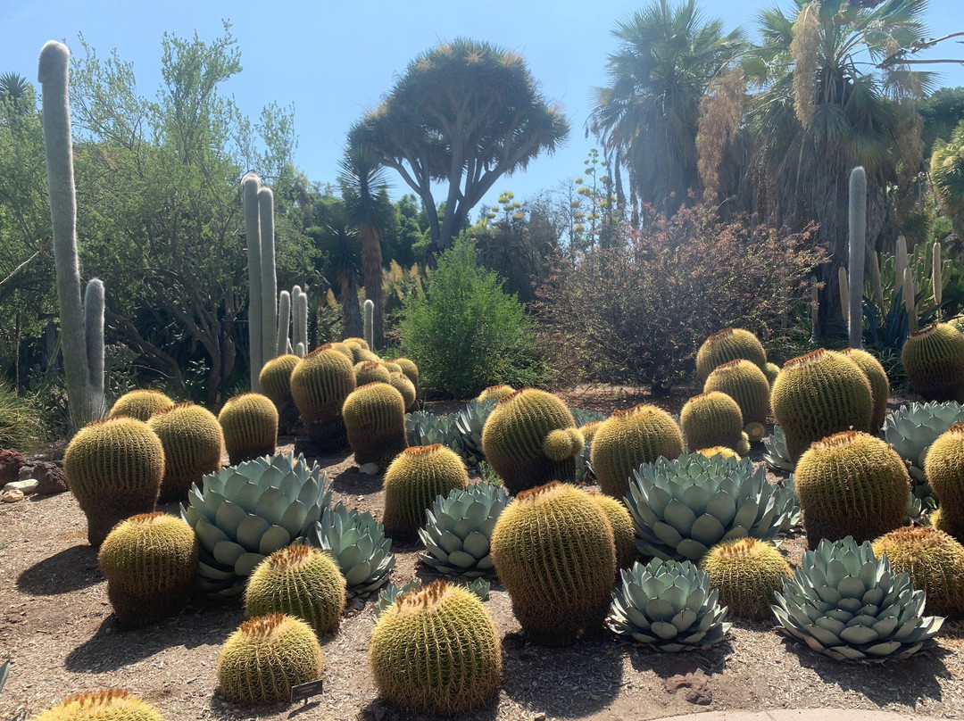 The Huntington Desert Garden-圣玛利诺必去景点