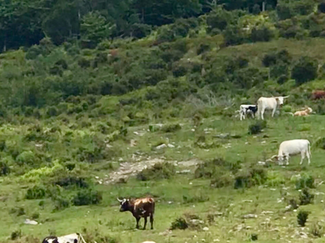 Appalachian Horseback Riding Adventures景点图片