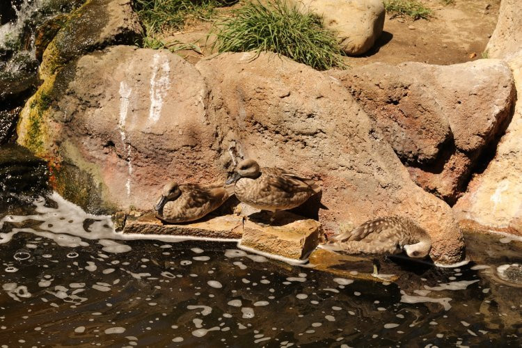 Micke Grove Zoo-洛迪必去景点