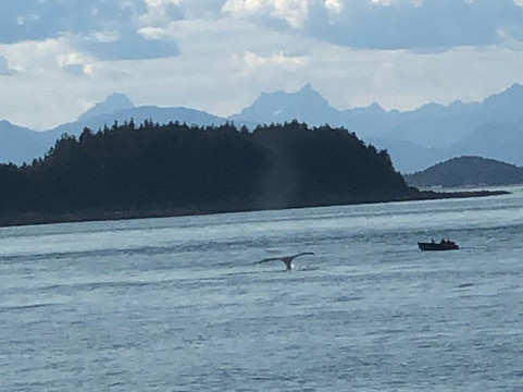 Whale Watching and Wildlife Tours-朱诺必去景点