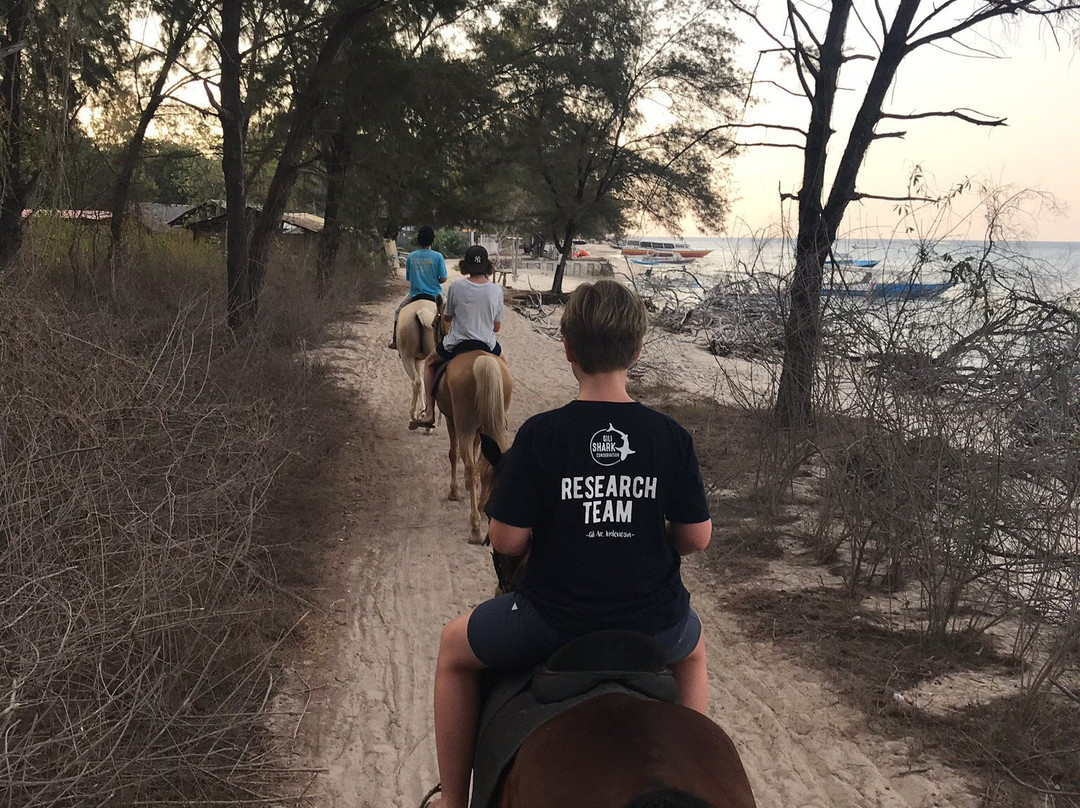 King Stable Horse Riding Tour-Gili Meno必去景点
