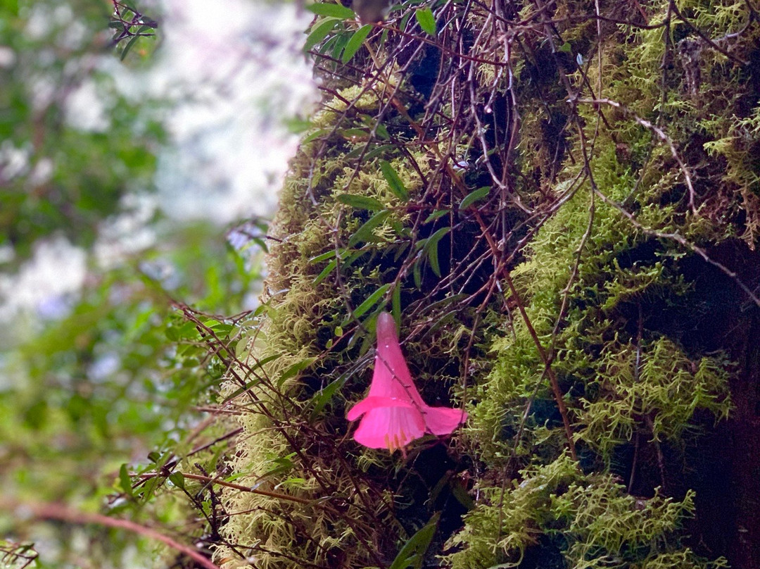 Parque Pumalin-Chaiten必去景点