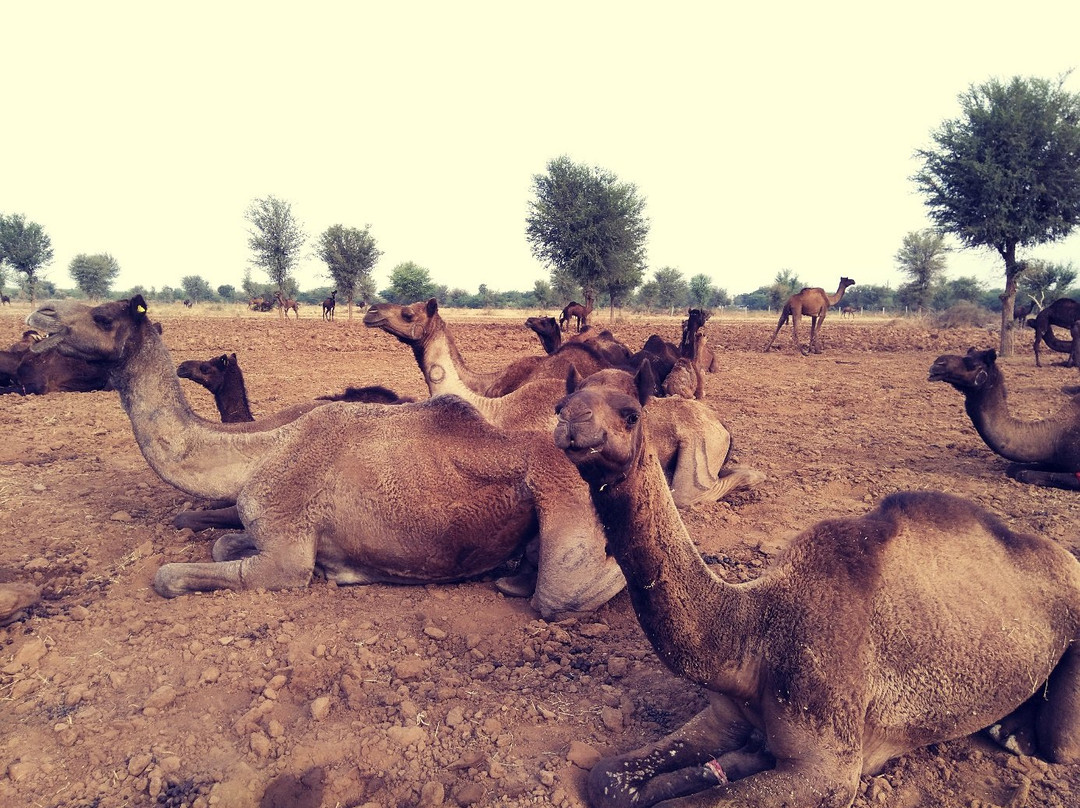 Camel Charisma-Sadri必去景点