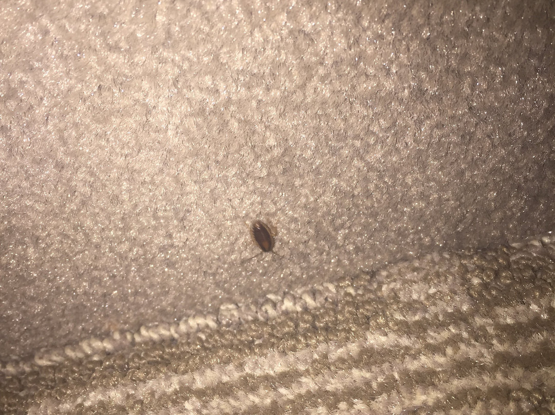 Best Western Inn & Suites主图