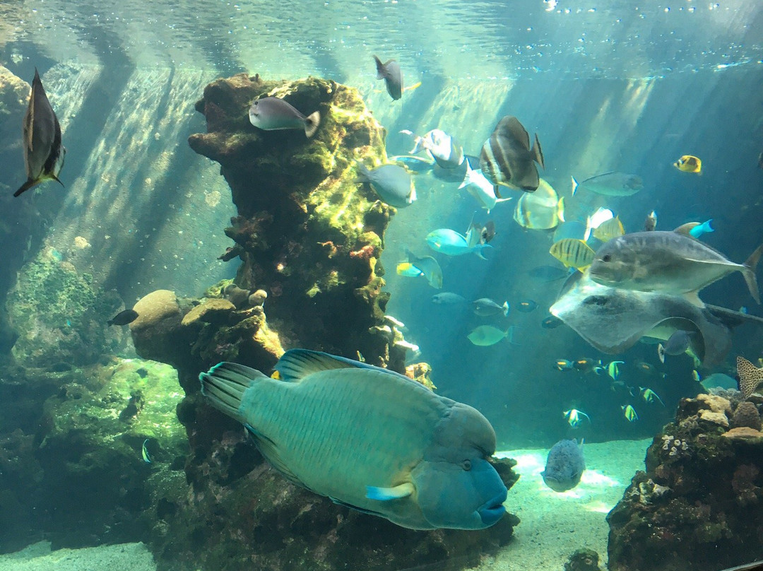 Aquarium des Lagons Nouvelle Caledonie景点图片