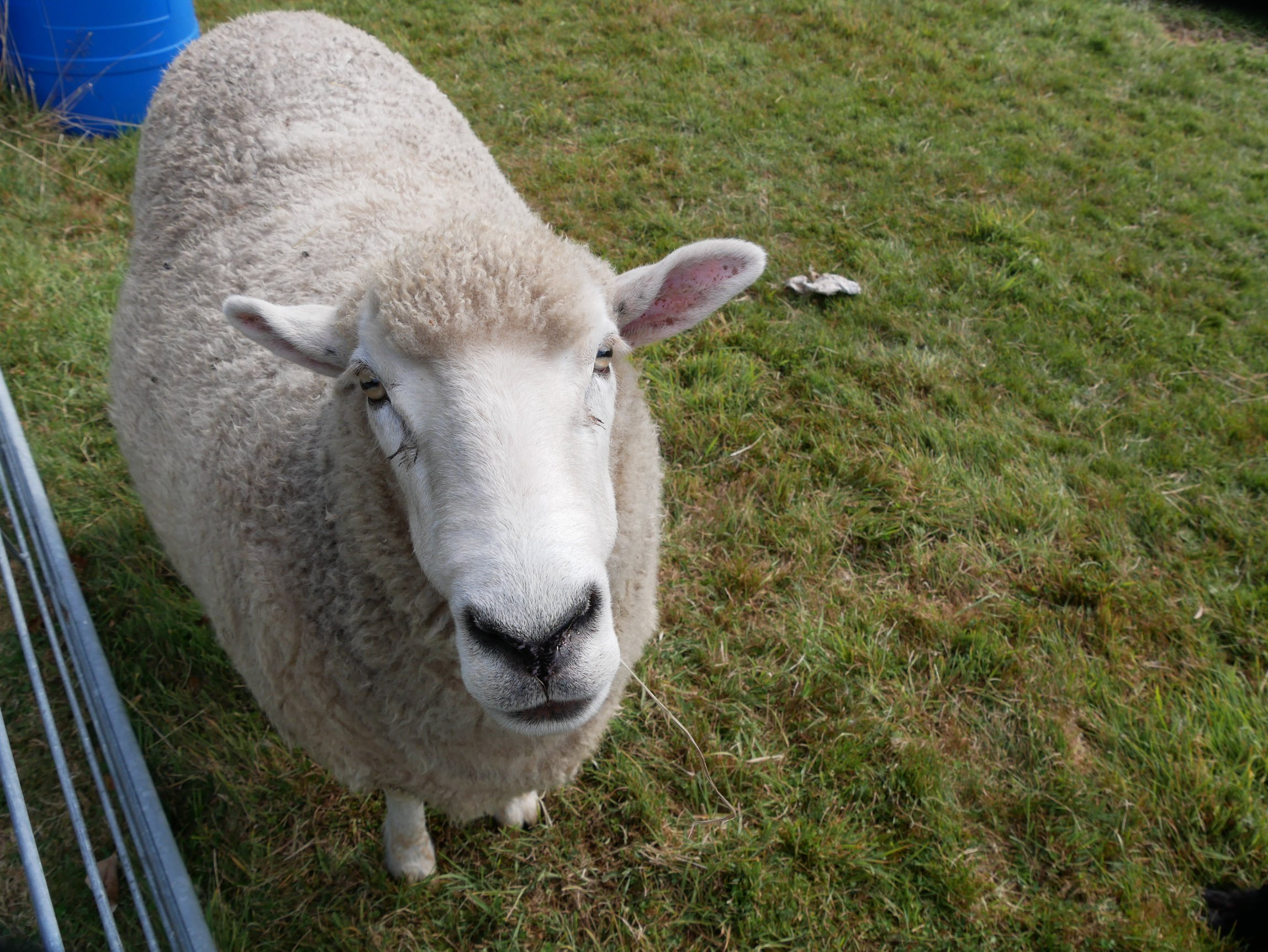Ruapehu Country Lodge-浴室