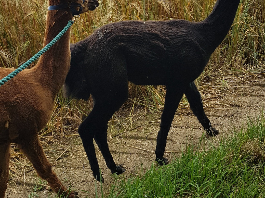 Hilly Ridge Alpacas-Wattisham必去景点