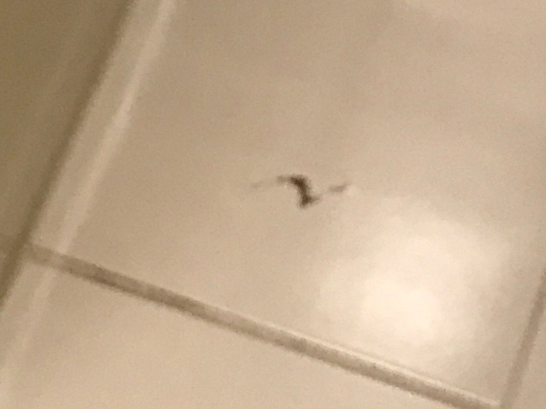 Best Western Fredericksburg主图