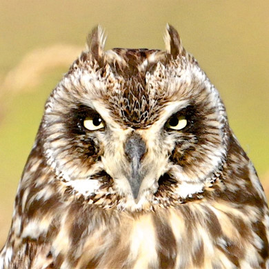 Kona Adventure Tours-凯鲁瓦-柯纳必去景点