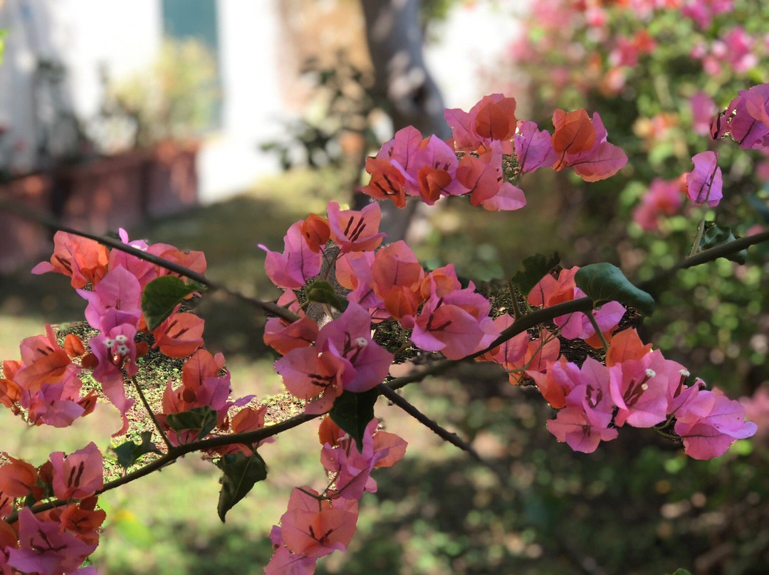 B&B Villa Addaura主图