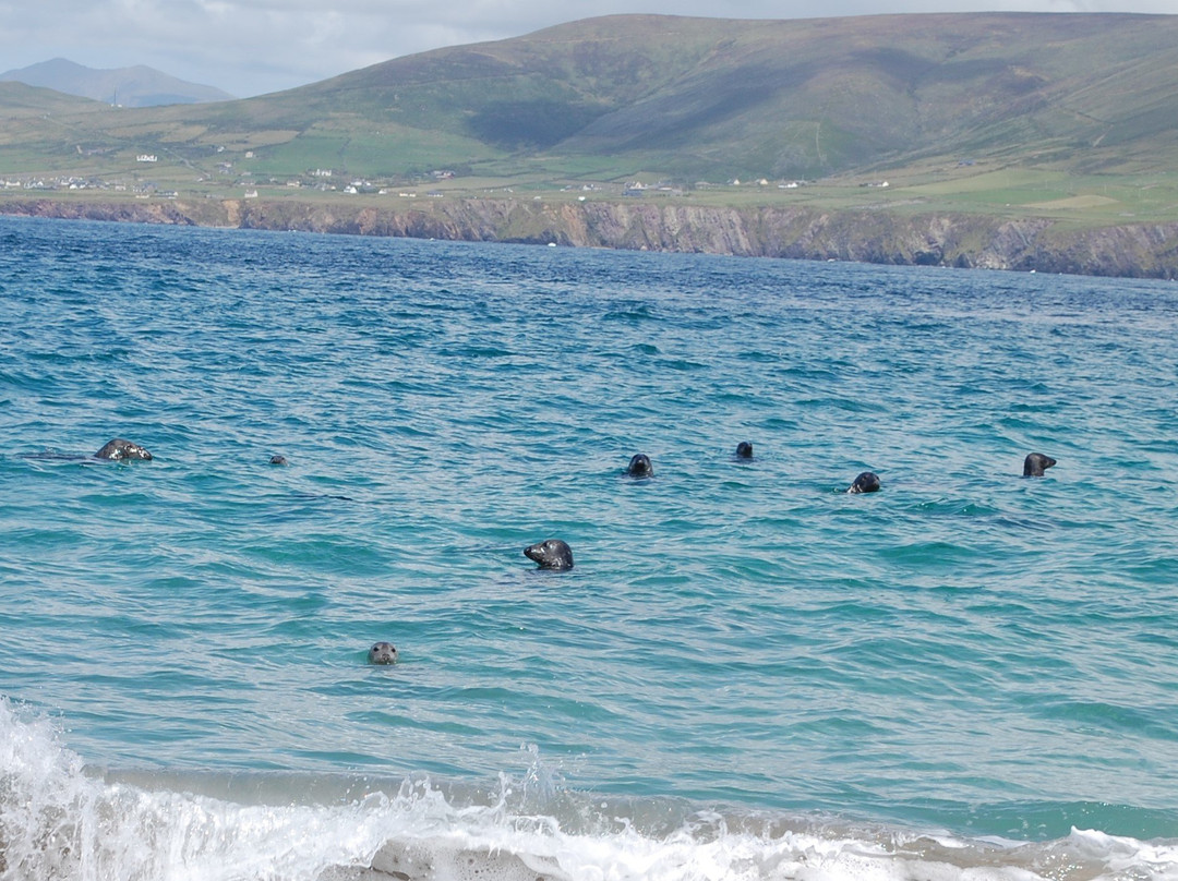 Blasket Islands Eco Marine Tours景点图片