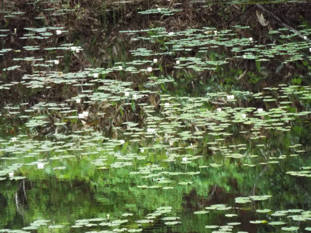 Yanohara Wetlands-昭和村必去景点