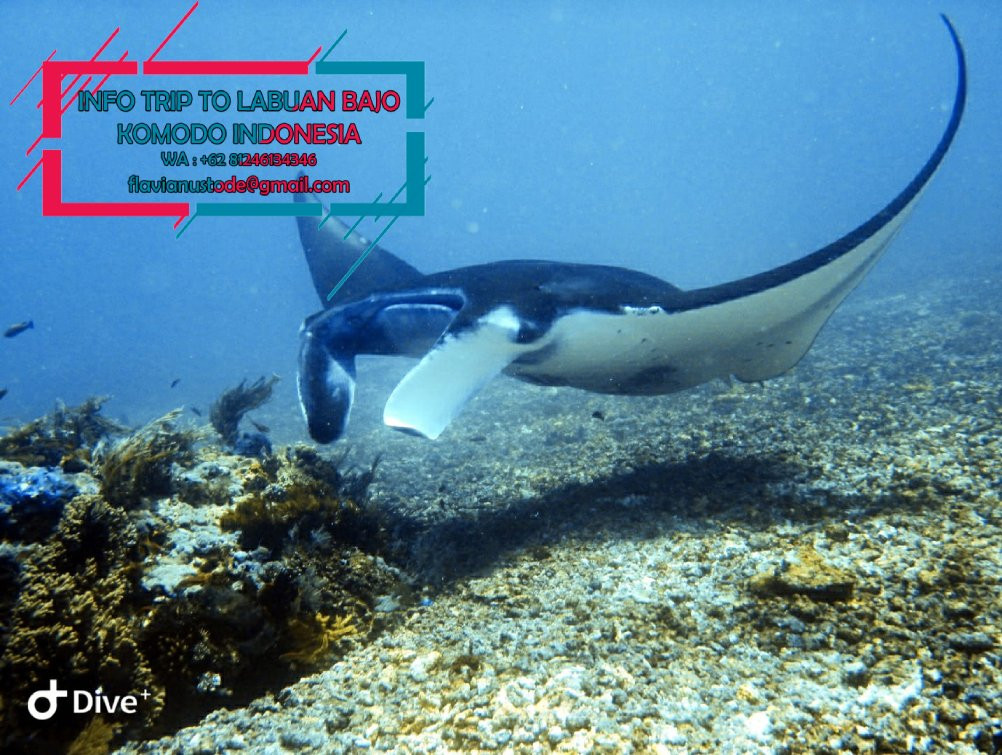 Manta Point-登巴萨必去景点