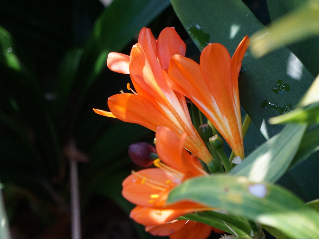 Washington Park Botanical Gardens-斯普林菲尔德必去景点