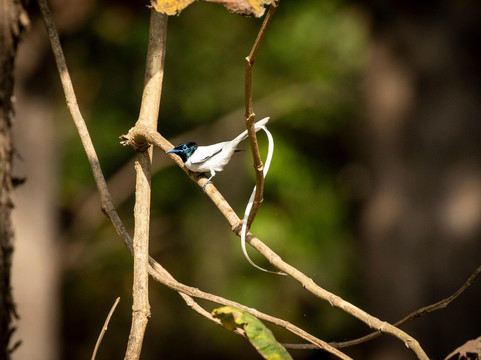 Wildlense-潘纳必去景点