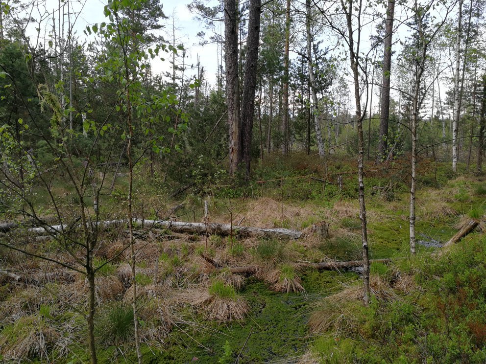 Cervene Blato-官方