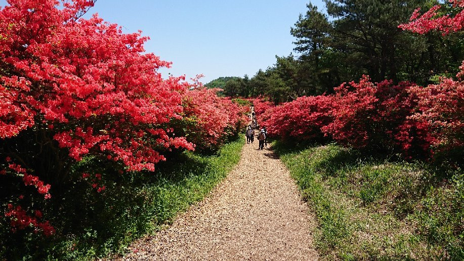 Mt. Tokusenjo-气仙沼市必去景点