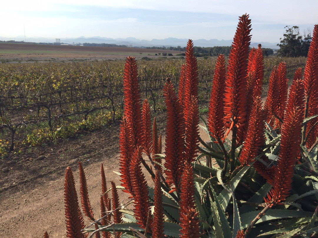 Groot Phesantekraal Wines And Tasting Room景点图片