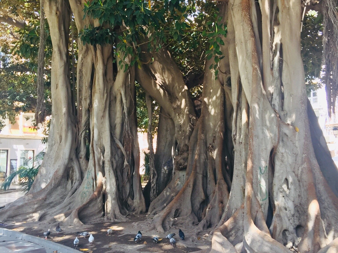 Plaça Gabriel Miró景点图片