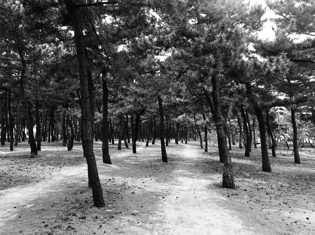 Gangmun Beach-江陵市必去景点