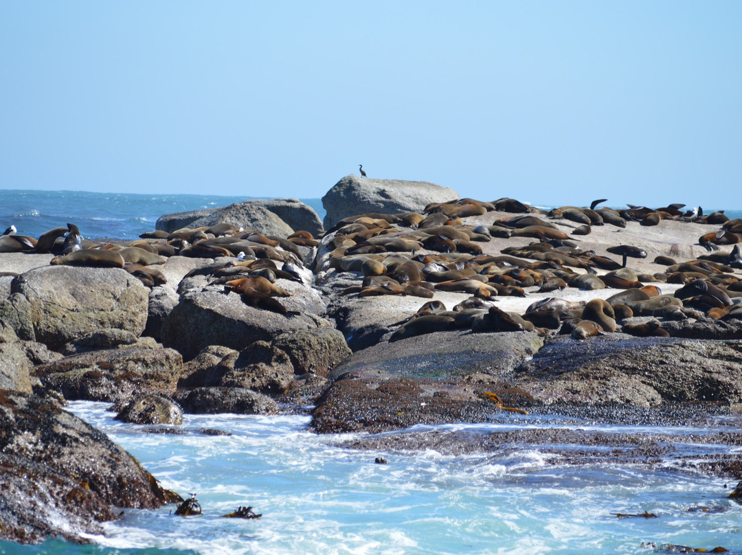 Rooiels旅游景点-Seal Island