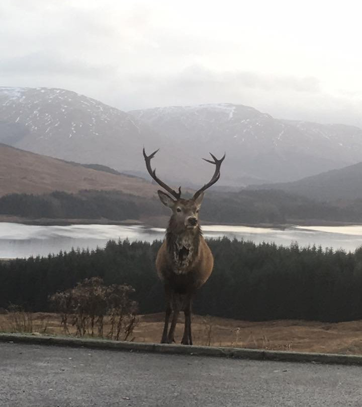 West Highland Wildlife Tours景点图片