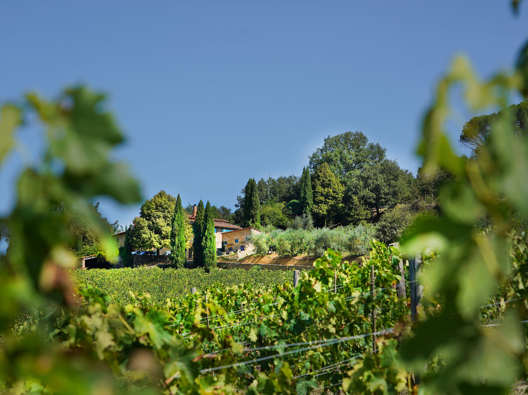 Montecalvi Winery景点图片