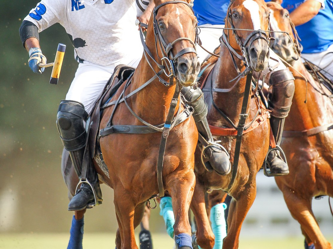 Brandywine Polo Club景点图片