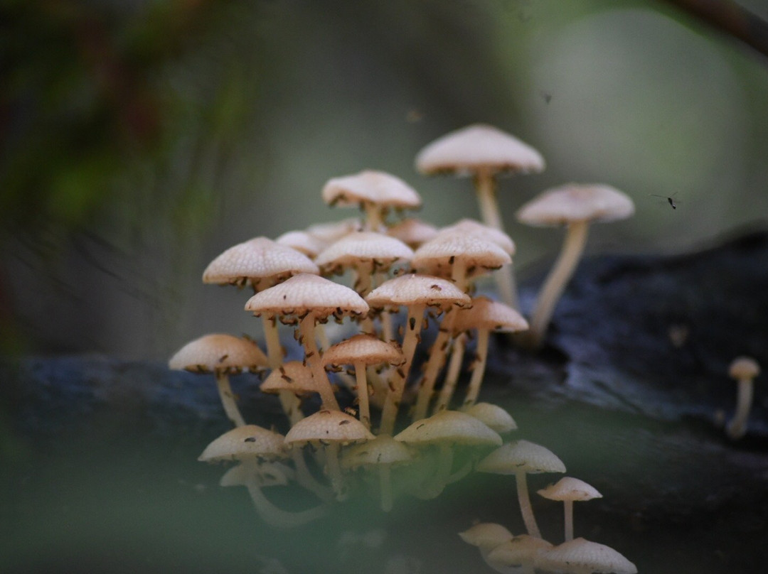 Eco Villa - Sinharaja主图