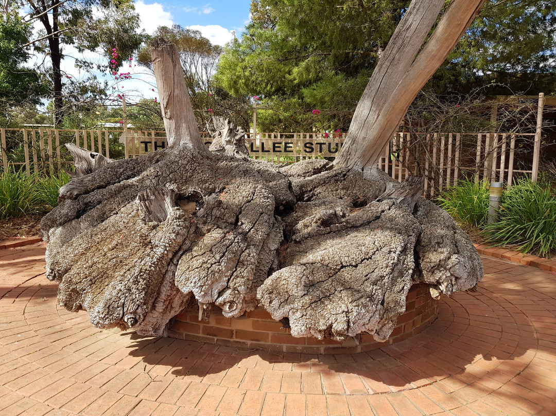 Big Mallee Root Stump