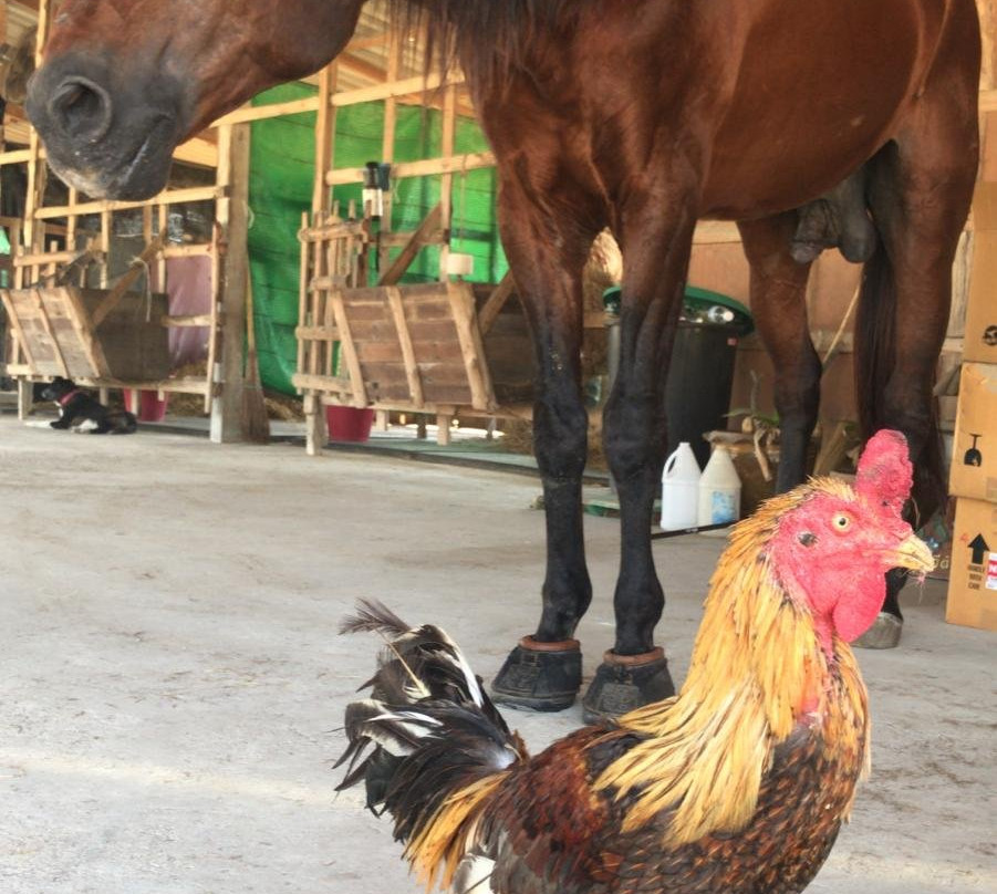 Hua Hin Horse Club-Nong Kae必去景点