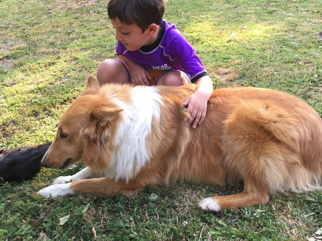 Newenpullu, Hostal y Cabanas主图