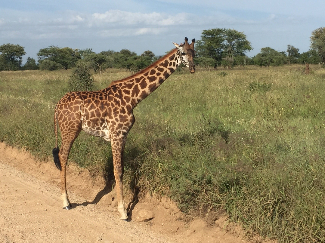 Serengeti Pride-阿鲁沙必去景点