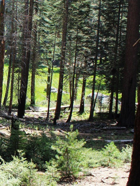 Huckleberry Trail-红杉&国王峡谷国家公园必去景点