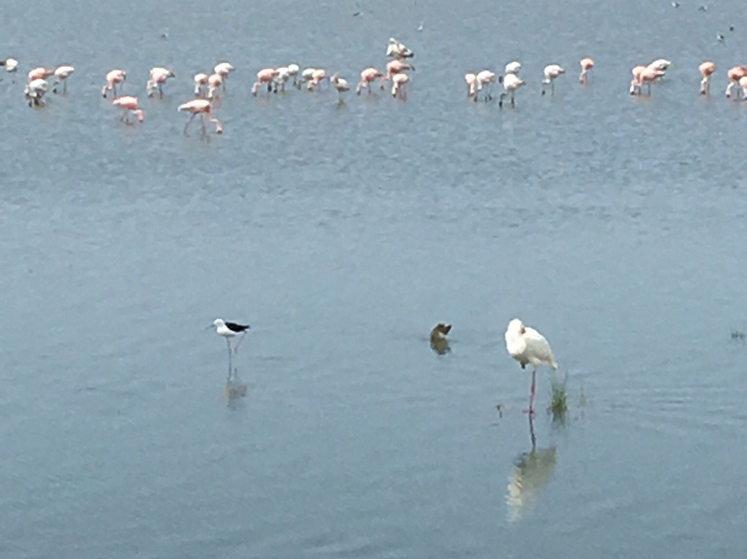 Selenkay Conservancy-Amboseli Eco-system必去景点