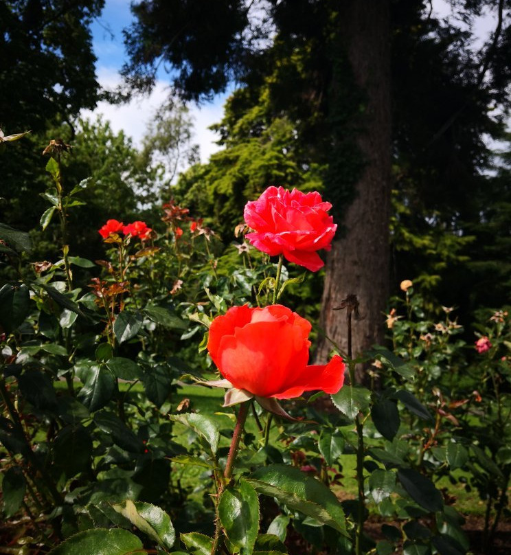 Te Awamutu Rose Gardens景点图片
