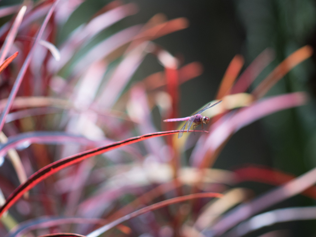 Finca Hotel Paraiso Terrenal主图