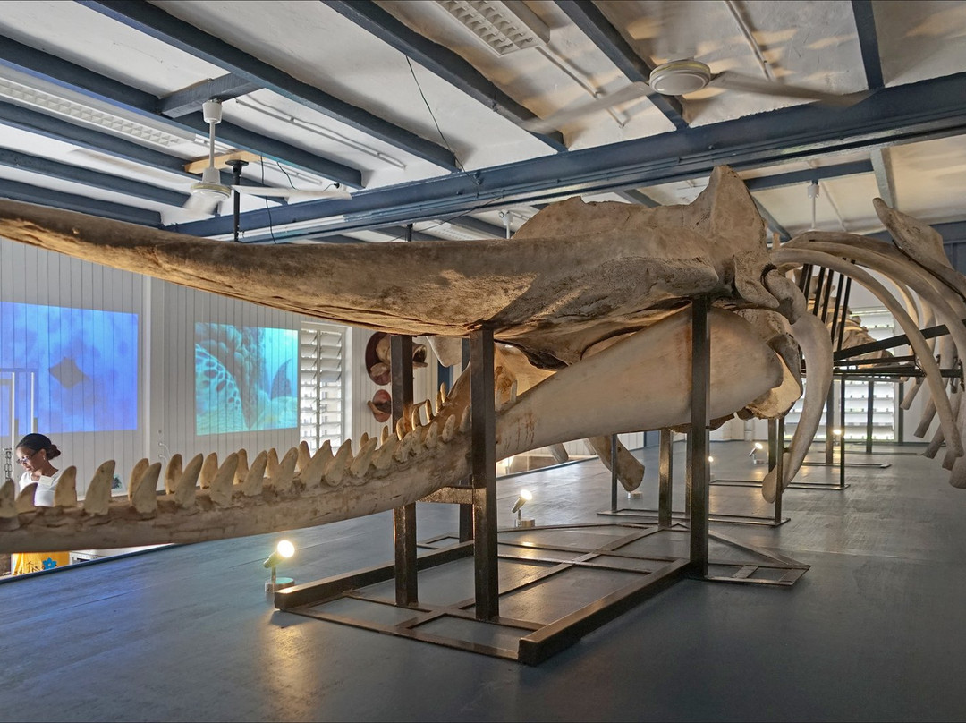 MUMA musée de mayotte (Musée De France)-Dzaoudzi必去景点