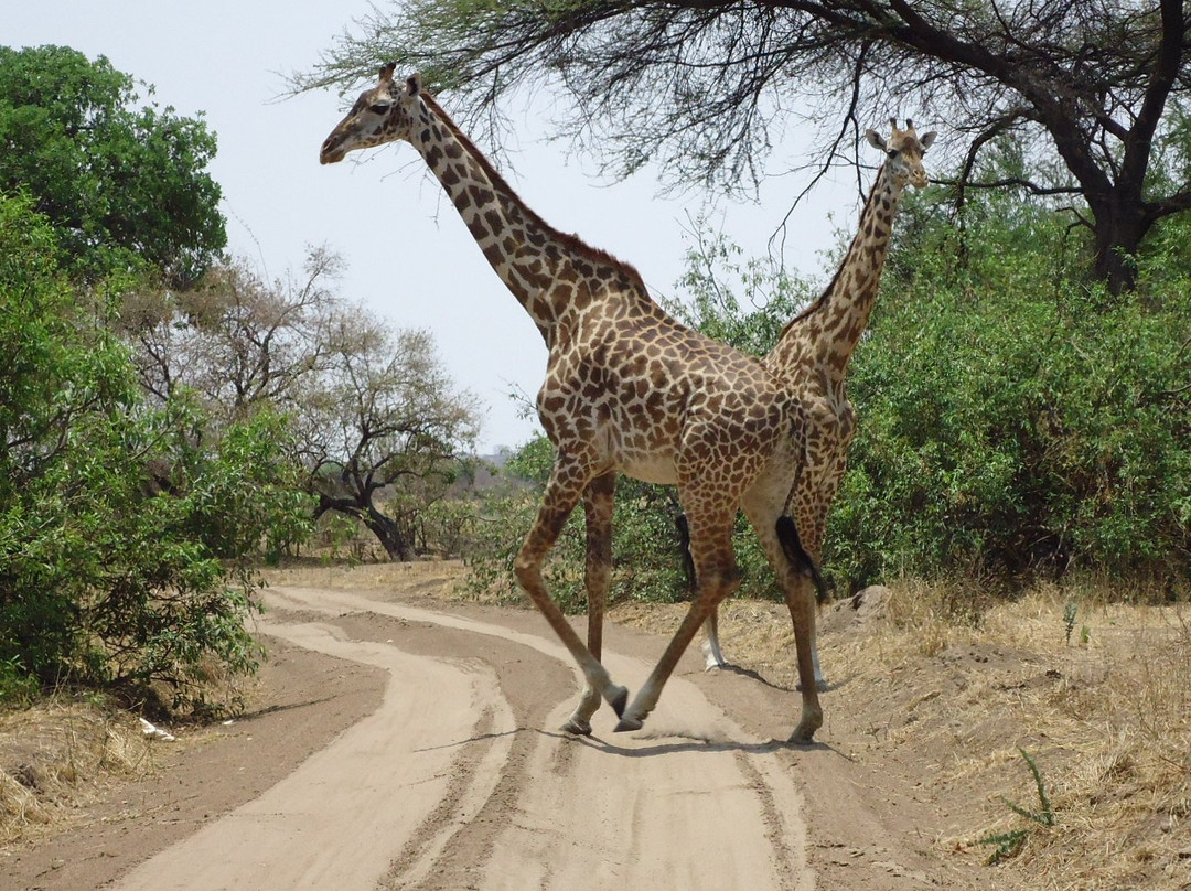 Road 2 Africa-Dar es Salaam必去景点