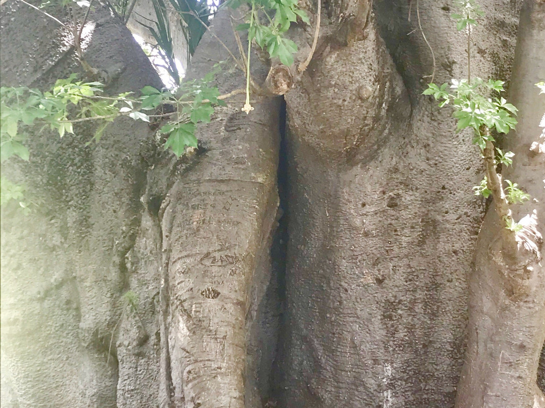 Queen's Park-布里奇顿必去景点