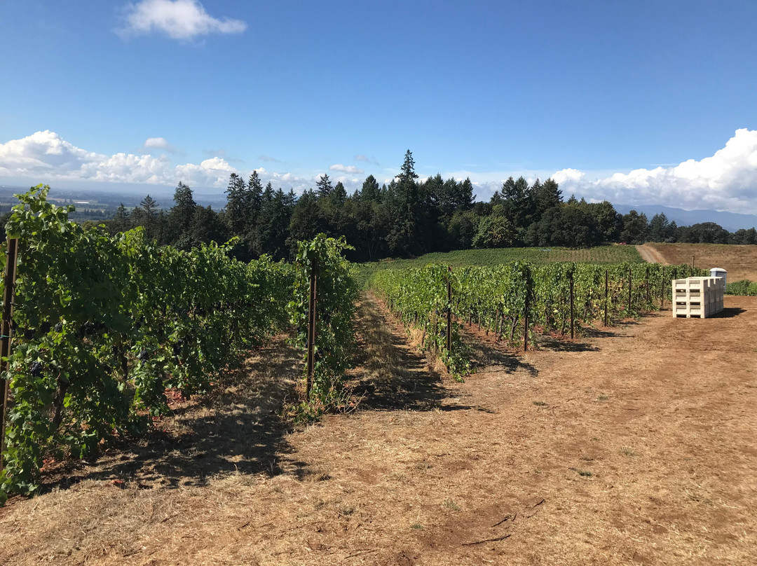 Winter's Hill Estate Winery And Vineyard景点图片