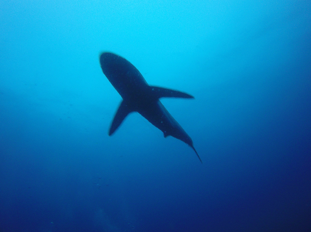 Galapagos Underwater景点图片