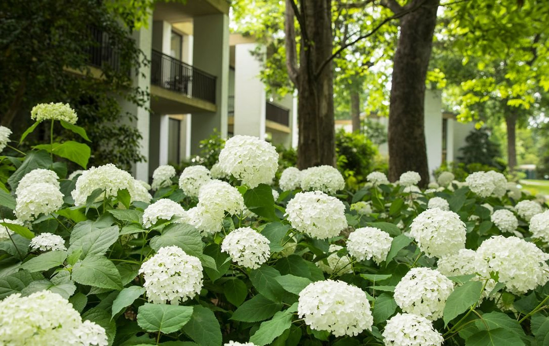 威廉斯堡酒店住宿-Griffin Hotel, An Official Colonial Williamsburg Hotel