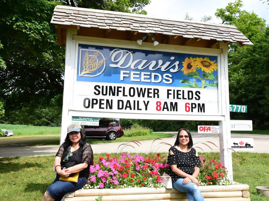 Davis Family Farm-卡利登必去景点