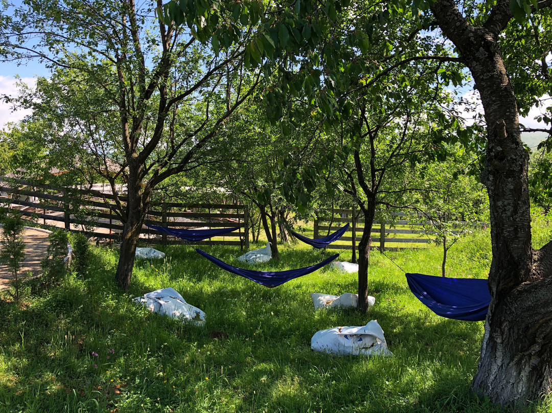 Soare-n Maramures主图