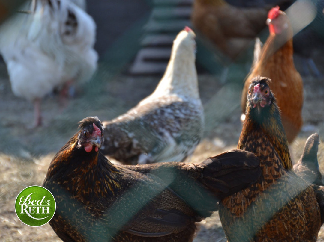 Bed op de Reth主图