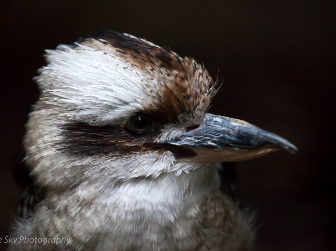 One Sky Photography-珀斯必去景点